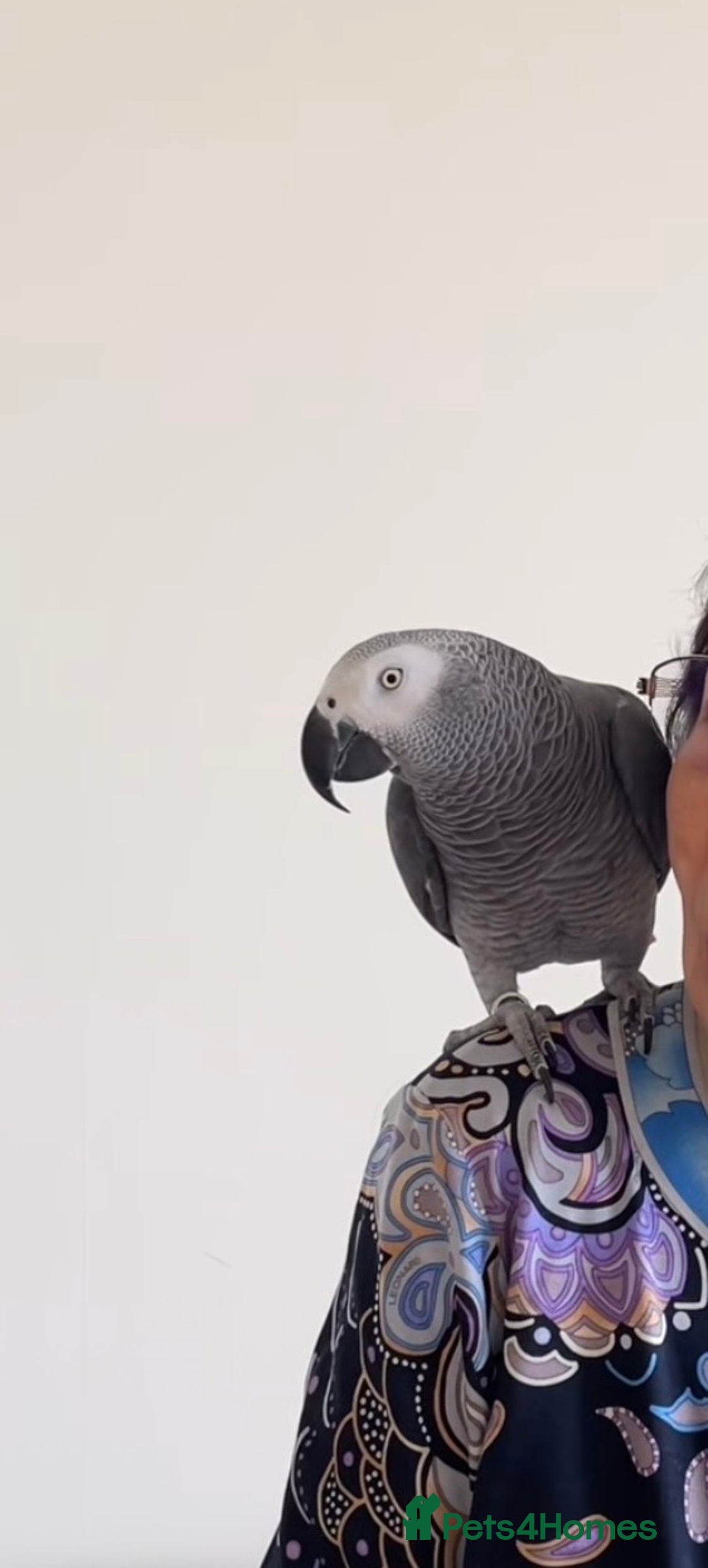 Parrots birds for sale: Coco the Fully tame African grey  - Advert 5