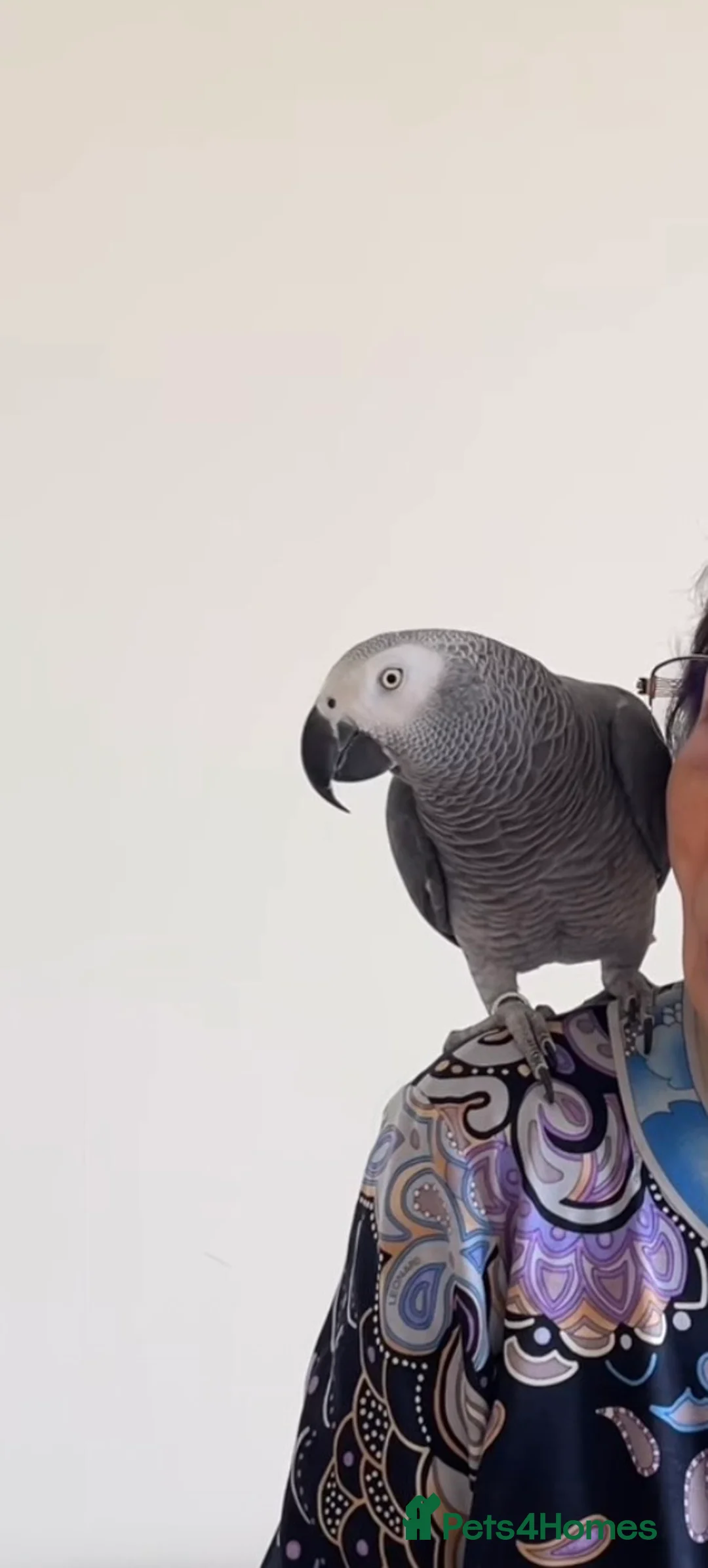 Parrots birds for sale: Coco the Fully tame African grey  - Advert 5