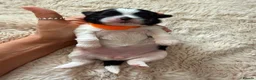 Shih Tzu dogs for sale: Imperial Shih Tzu - Advert 25