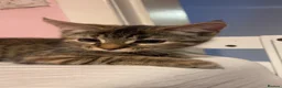 Mixed Breed cats for sale: Bengal cross kittens  - Advert 11