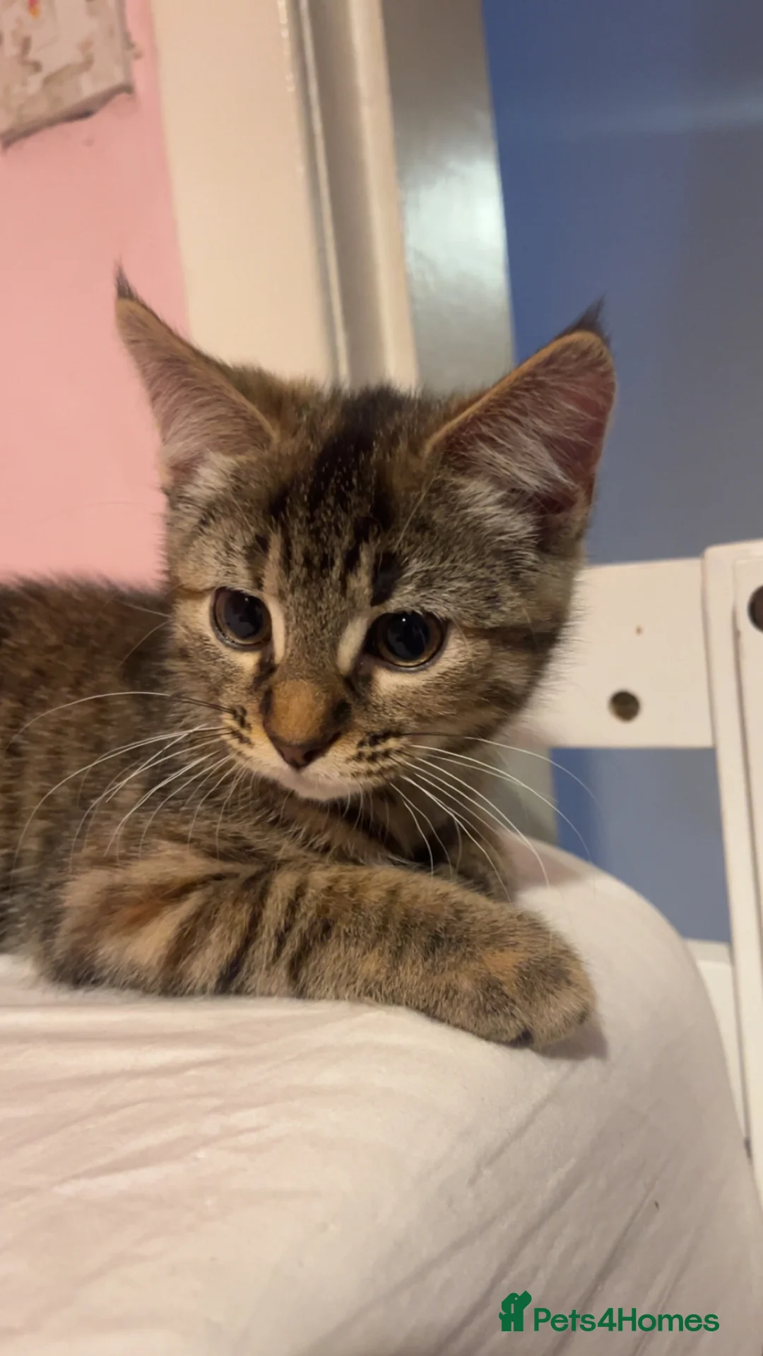 Mixed Breed cats for sale: Bengal cross kittens  - Advert 11