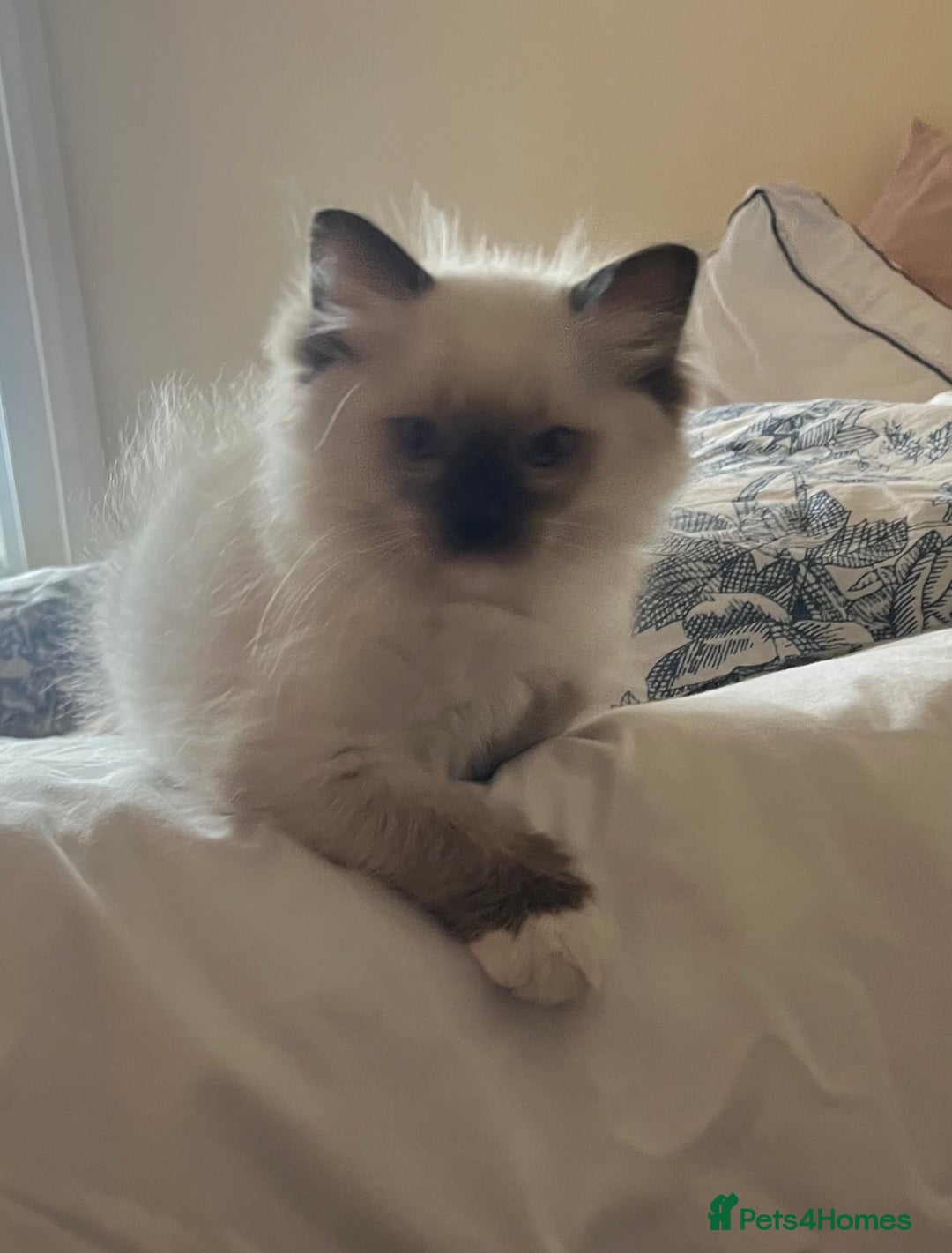 Ragdoll cats for sale: 🎀Beautiful Ragdoll kittens (TICA reg)🎀 - Image 14