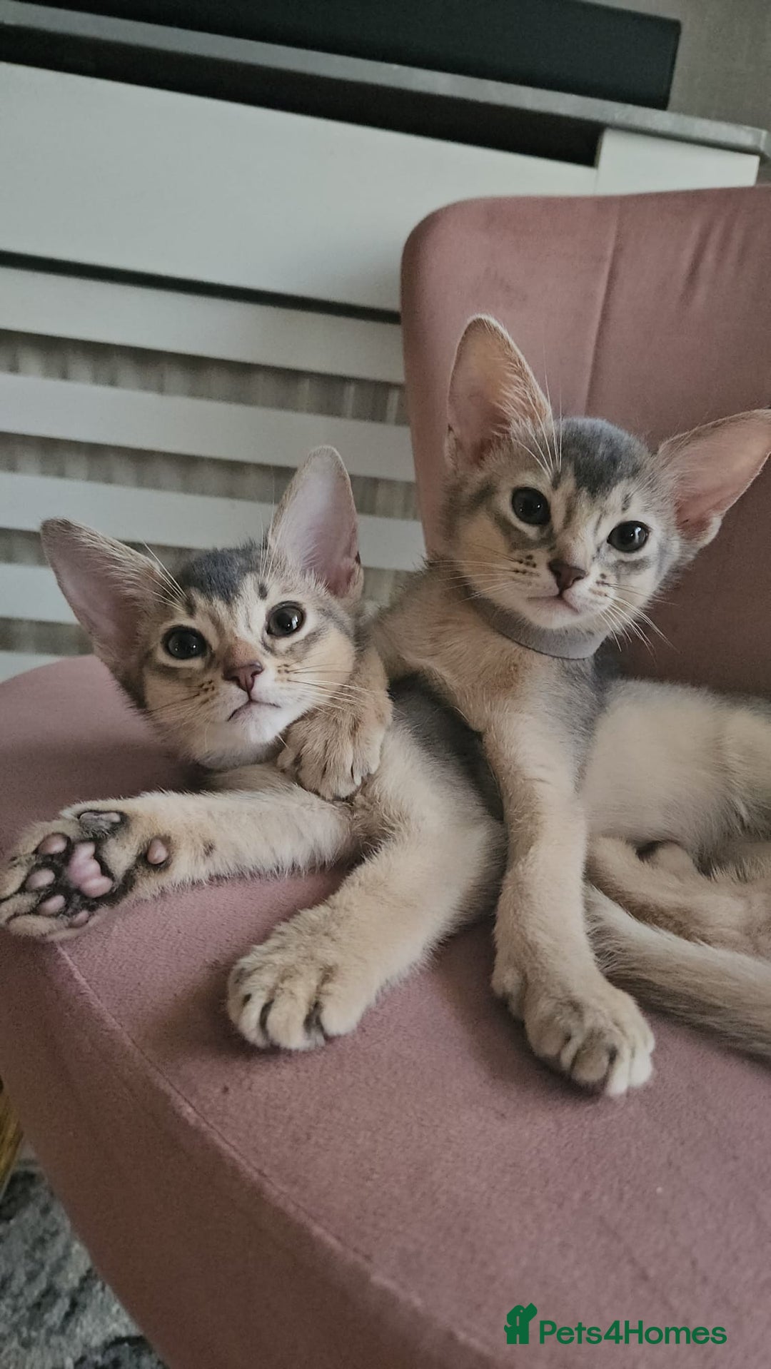Abyssinian cats for sale: Abyssinian Kittens - Image 5