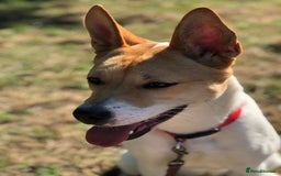 Japanese Akita Inu dogs for sale: Japanese akita cross alsatian  - Image 1