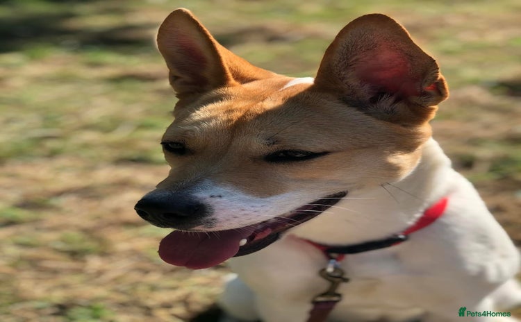 Japanese Akita Inu dogs - Advert 1