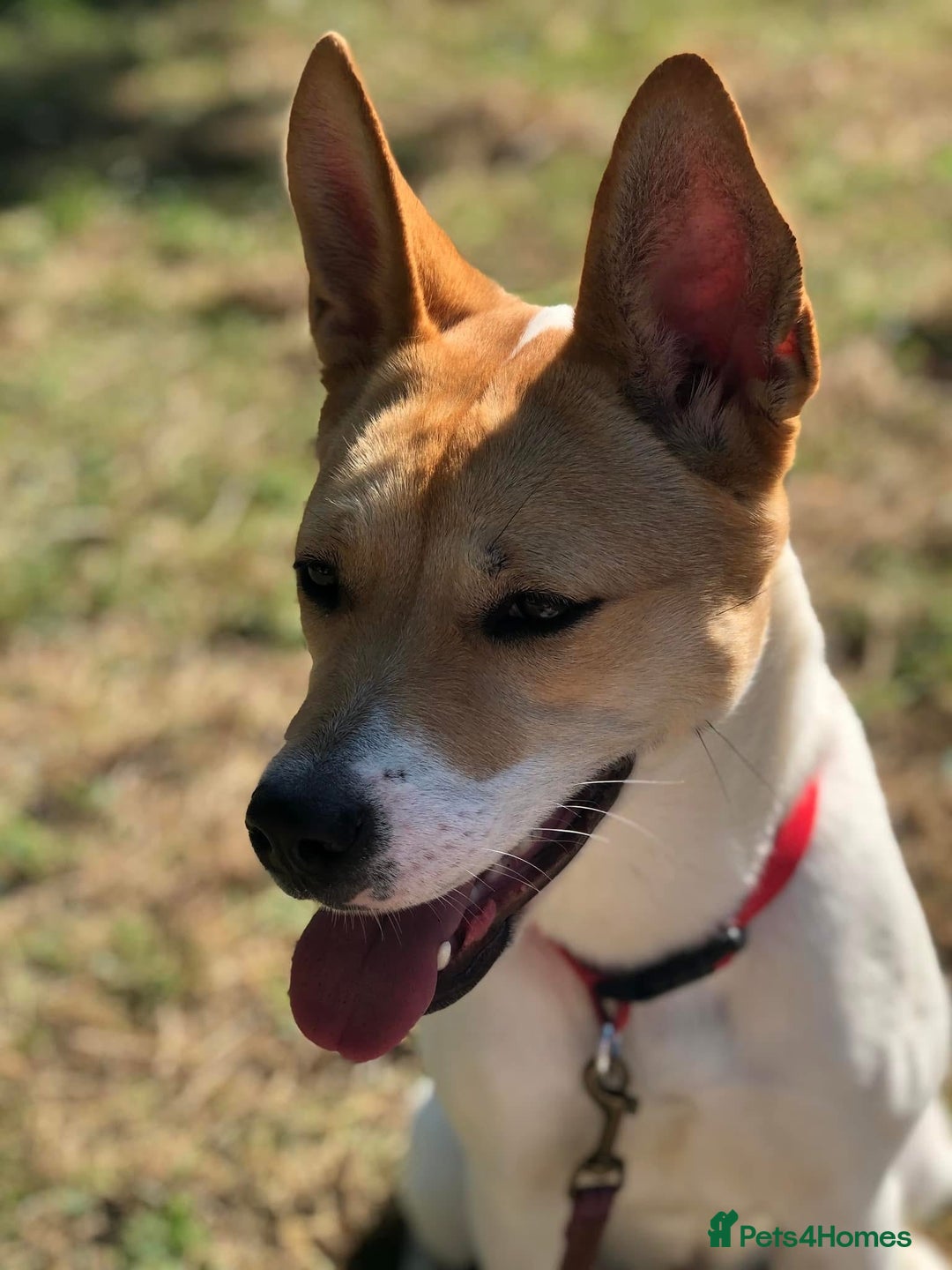 Japanese Akita Inu dogs for sale: Japanese akita cross alsatian  - Image 1