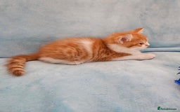 Scottish Fold cats for sale: Adorable Scottish fold Straight Ears Kittens - Image 8