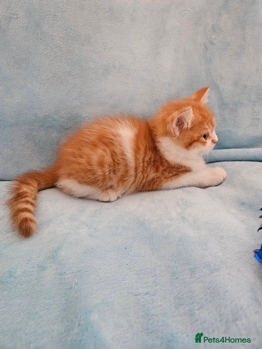Scottish Fold cats for sale: Adorable Scottish fold Straight Ears Kittens - Image 8