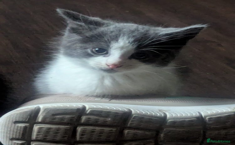 Mixed Breed cats - Advert 15