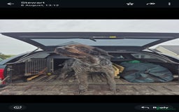 German Wirehaired Pointer dogs for sale: Stunning German wired haired pointer - Advert 6