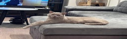 British Shorthair cats for sale: 2 BSH cat for sale - Advert 5