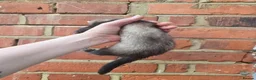 Ferret rodents for sale: Friendly Ferret Girls - only one left - Advert 4