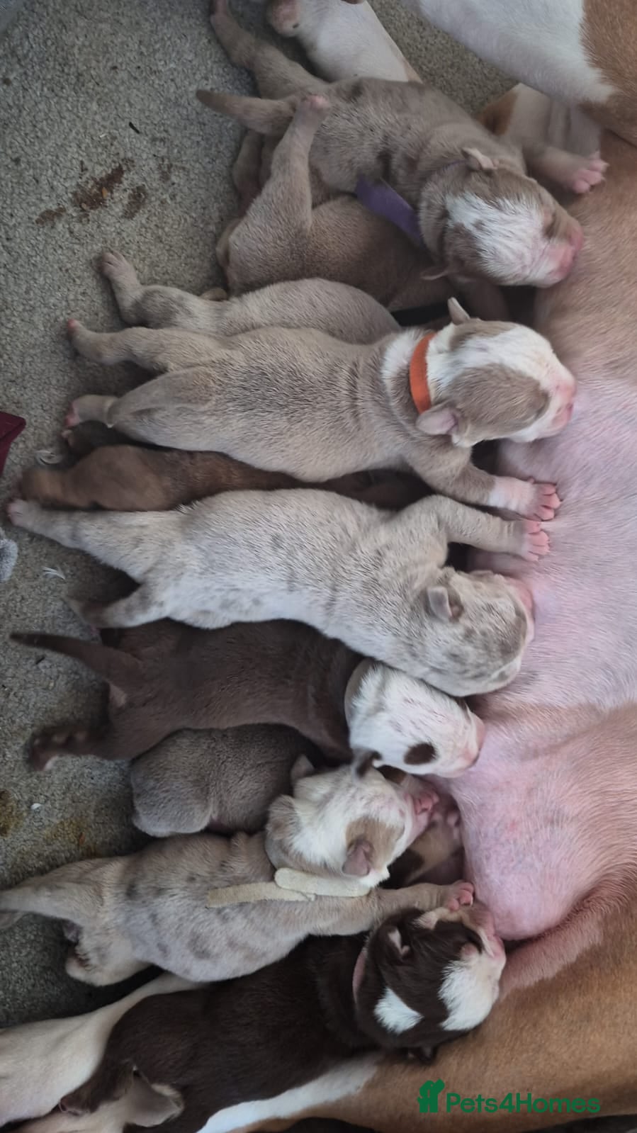 Mixed Breed dogs Stunning Old English Bulldogs ready to leave today - Advert 2