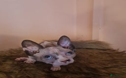 Sphynx cats for sale: Sphynx girl kitten for sale - Image 17