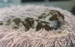 Miniature Dachshund dogs for sale: Adorable miniature dachshund  - Image 5