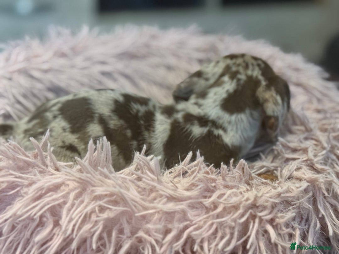Miniature Dachshund dogs for sale: Adorable miniature dachshund  - Image 5