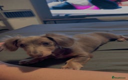Miniature Dachshund dogs for sale: Miniature dachshund  - Image 3