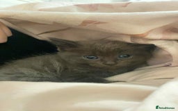 Bengal cats for sale: Beautiful bengal cross kittens ready to leave - Image 5