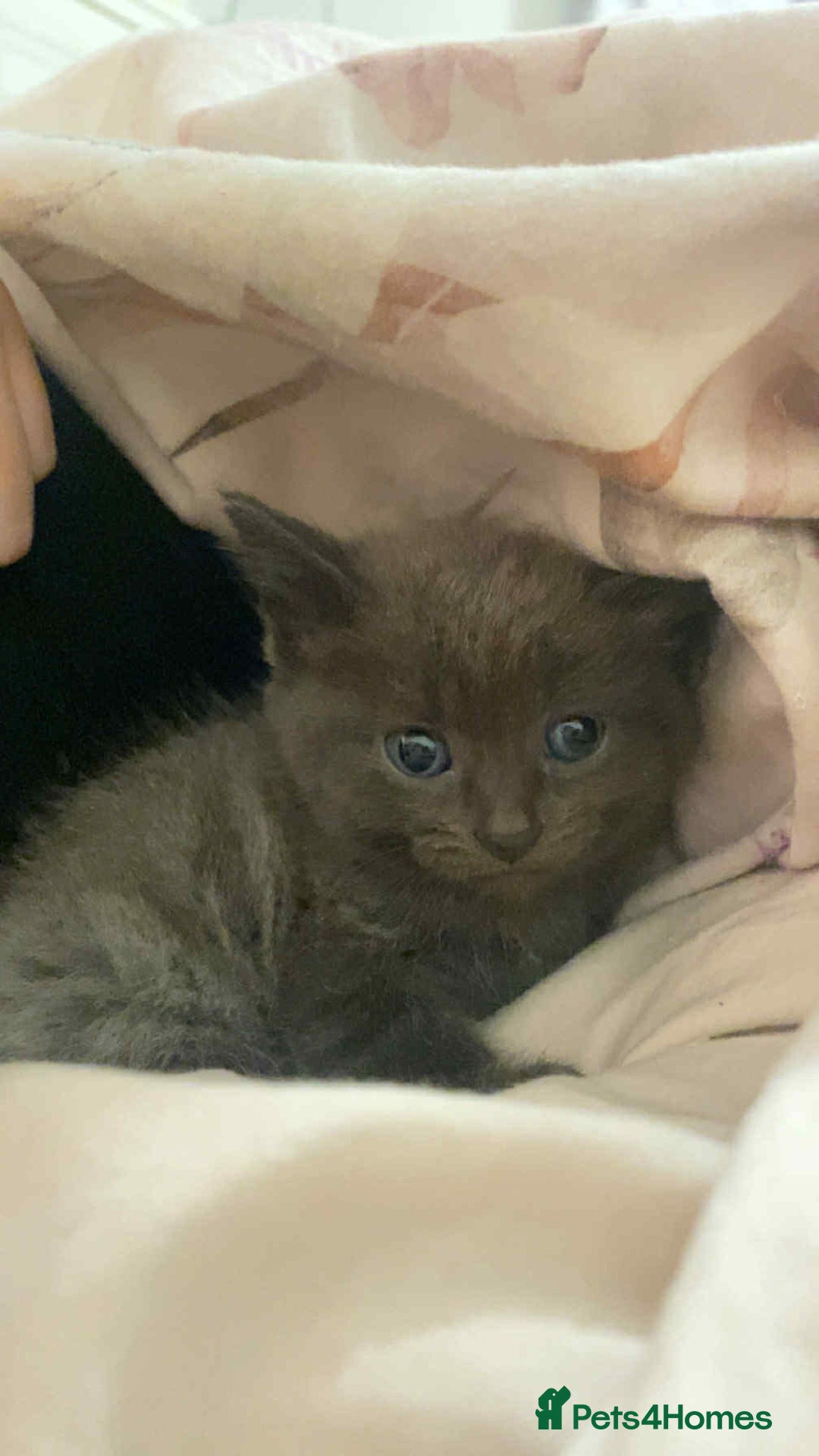 Bengal cats for sale: Beautiful bengal cross kittens ready to leave - Image 5