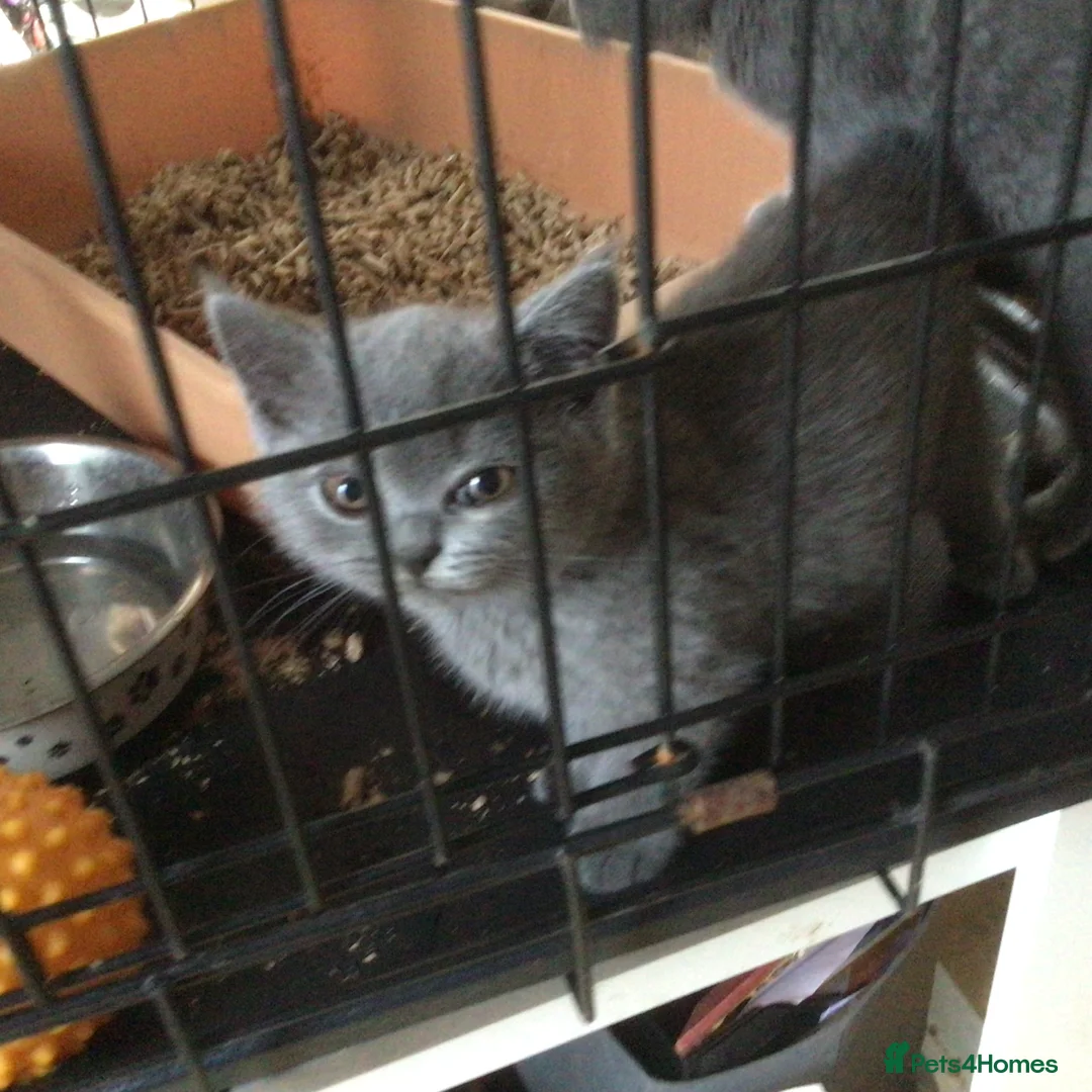 British Shorthair cats for sale: Beautiful British blue kittens  in Welwyn Garden City - Advert 2
