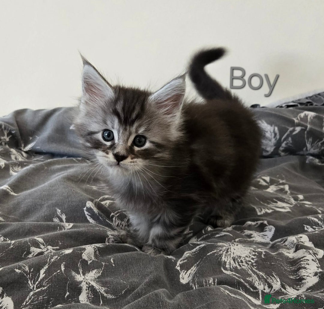 Maine Coon cats for sale: 4 Maine coon boys. - Advert 9