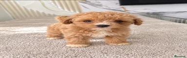 Maltipoo 4