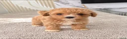 Maltipoo dogs for sale: 💫⭐️💥Beautiful Asian Maltipoo puppies💫⭐️💥 - Advert 4