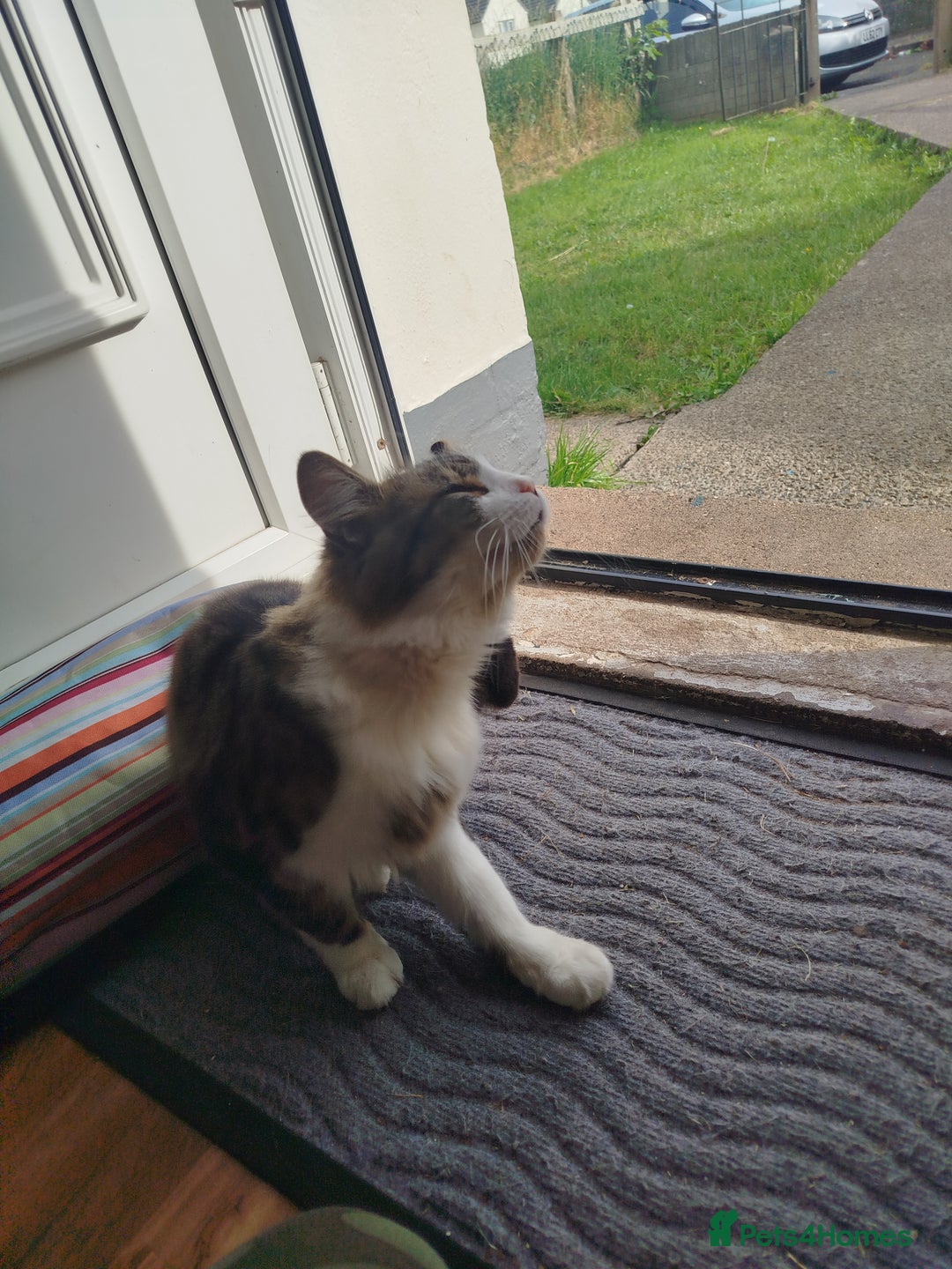 Maine Coon cats for sale: Maine coon mix- male 16months - Image 5