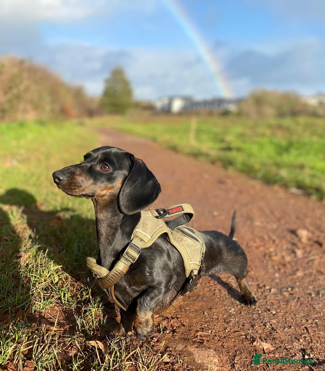 Miniature Dachshund dogs for sale: Miniature Smooth Dachshund Puppies  in Torquay - Advert 2