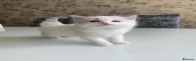 Ragdoll Kitten 2