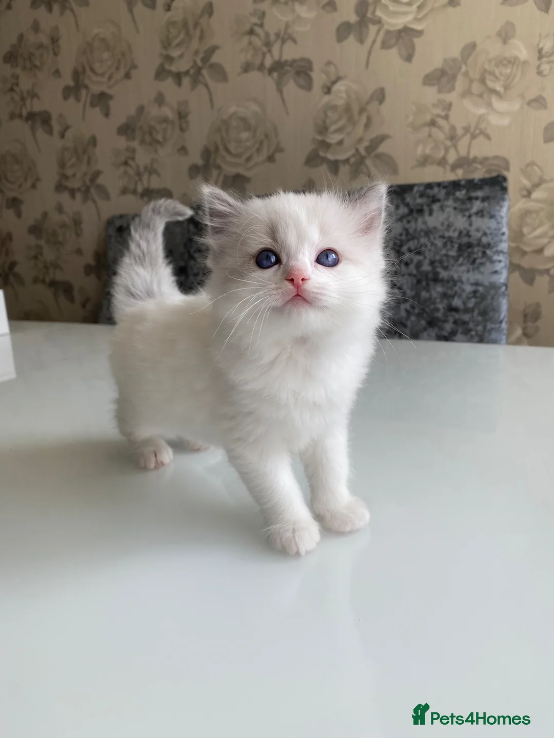 Ragdoll cats for sale: ✨Adorable Ragdoll kittens for sale✨ in Glasgow - Advert 2