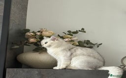 British Shorthair cats for sale: Beautiful BSH Silver Tipped female cat - Image 3