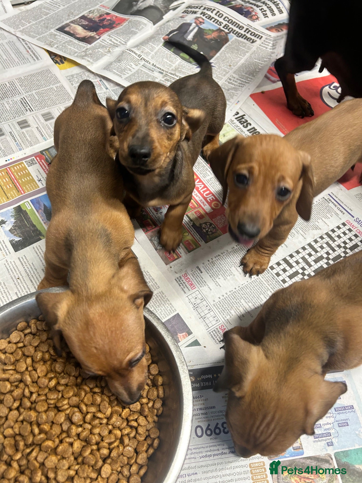 Miniature Dachshund dogs Stunning miniature dachshund puppies ready now  - Advert 2