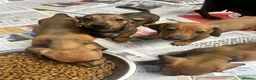 Miniature Dachshund dogs for sale: Stunning miniature dachshund puppies ready now  - Advert 2