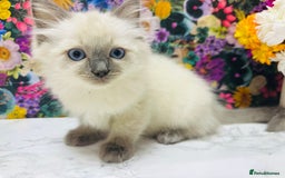 Ragdoll cats for sale: Beautiful Ragdoll Kittens  - Image 24