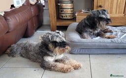 Miniature Schnauzer dogs for sale: Fully Vaccinated and Health Tested Min Schnauzers  - Image 2
