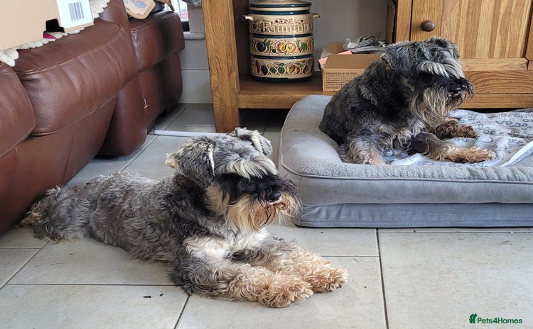 Miniature Schnauzer dogs - Advert 6
