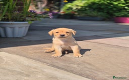 Labrador Retriever dogs for sale: Labrador 2 x boys left FTW Drakeshead Flycatcher   in Blackpool - Image 35
