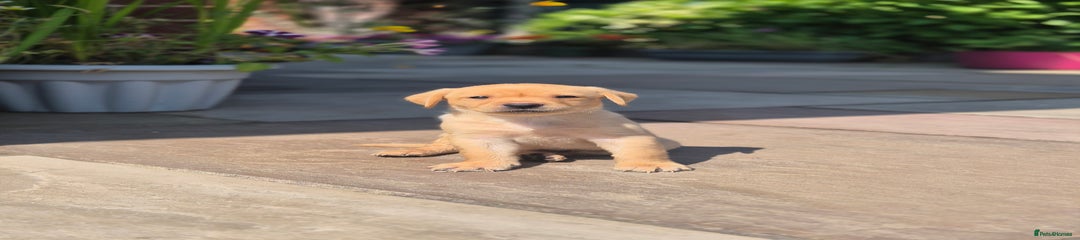 Labrador Retriever Puppy 2