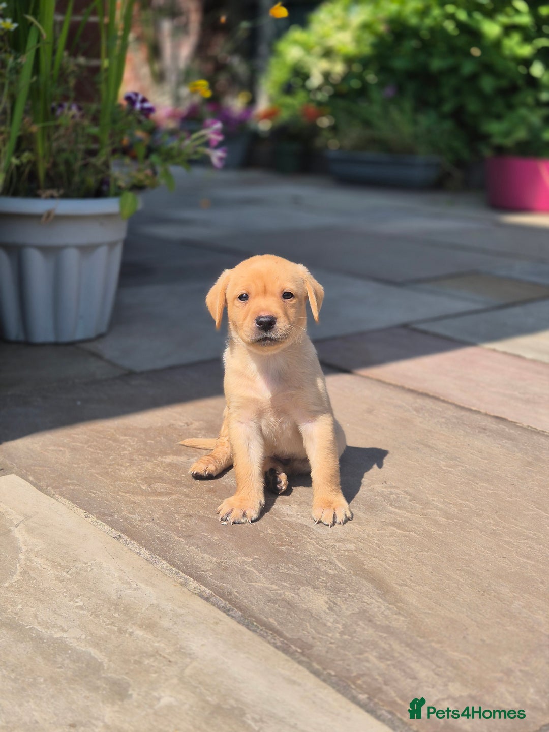 Labrador Retriever dogs for sale: Labrador 2 x boys left FTW Drakeshead Flycatcher   in Blackpool - Image 35