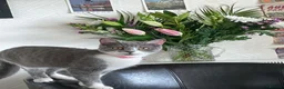 Mixed Breed cats for sale: Lovely kitten for sale in Clydebank - Advert 17