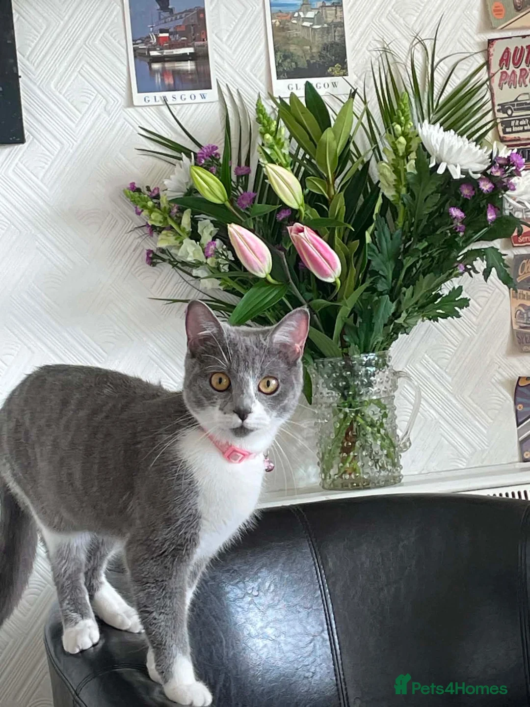Mixed Breed cats for sale: Lovely kitten for sale in Clydebank - Advert 17