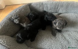 Cockapoo dogs for sale: Cockapoos ready from 10th of November  - Image 5