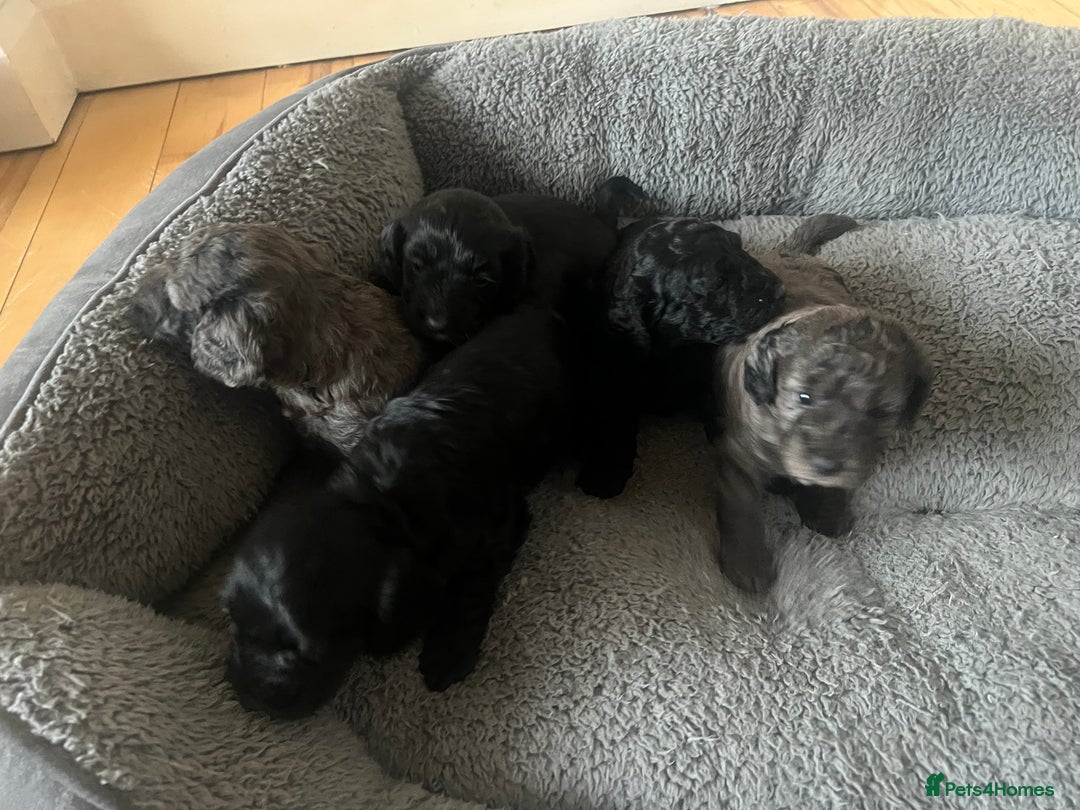 Cockapoo dogs for sale: Cockapoos ready from 10th of November  - Image 5