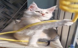 Maine Coon cats for sale: Beautiful Fluffy Maine Coon Kittens - Image 2