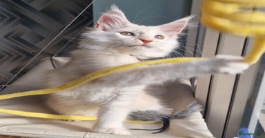 Maine Coon cats - Advert 16