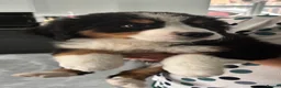 Bernese Mountain Dog dogs for sale:  2 Girls AVAILABLE Ready Now PRICE REDUCED  - Advert 4
