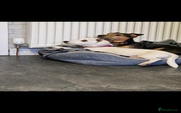 Jack Russell dogs for sale: Jack russell pups - Image 6