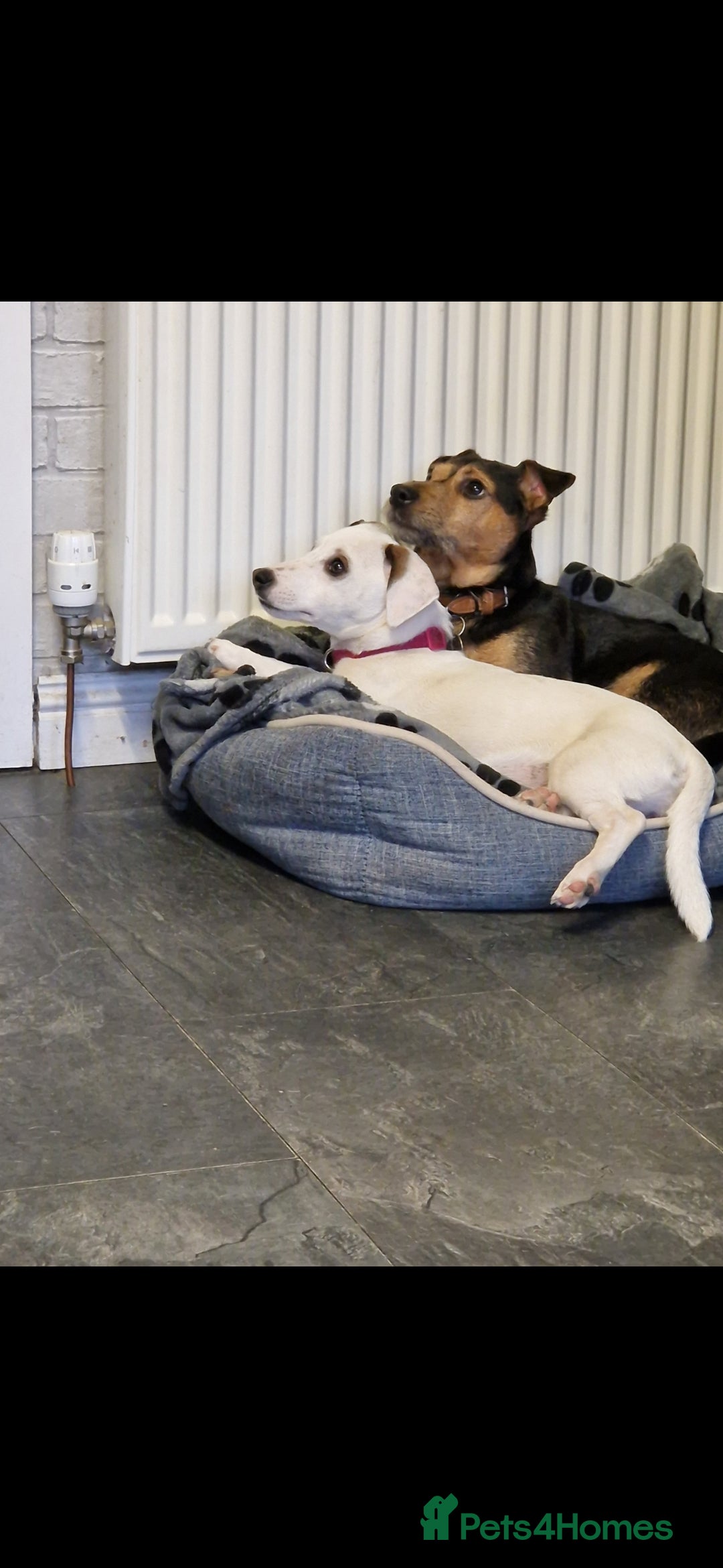 Jack Russell dogs for sale: Jack russell pups - Image 6