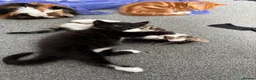 Mixed Breed cats for sale: Three beautiful kittens looking for forever home  in Slough - Advert 6